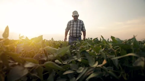 Senior farmer walking in soybean field examining crop during sunset. Stock Footage