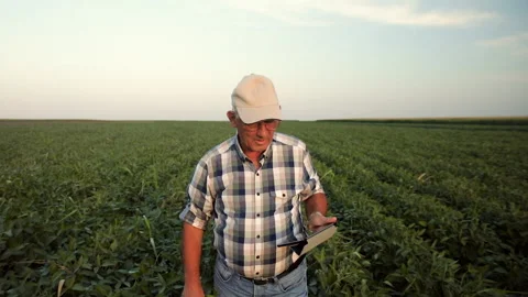 Senior farmer walking in soybean field and holding tablet. Stock Footage 145073025