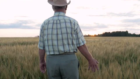 Senior farmer walking through golden wheat field at sunset 库存影片 332359642