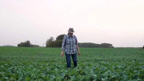 Senior farmer walking through green field checking crops Video stock 286993872