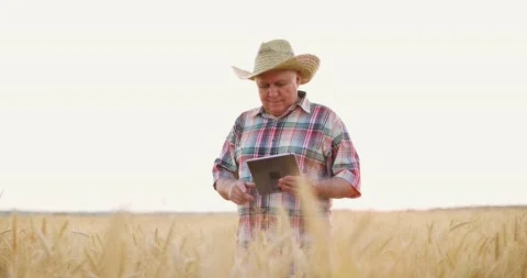 Senior farmer working with a tablet in wheat field.Agronomist studying wheat Video stock 157784808