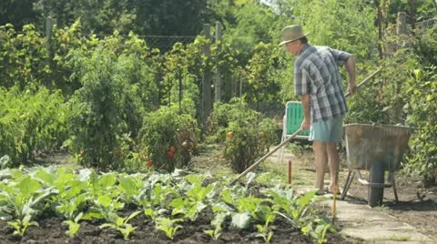 Senior farmer working in vegetable patch Vídeos de archivo 11570399