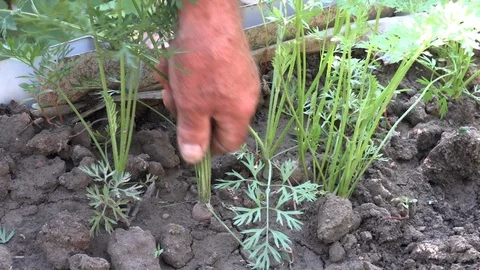 Senior farmer’s hand pulling carrot from the ground Stock Footage 97761458