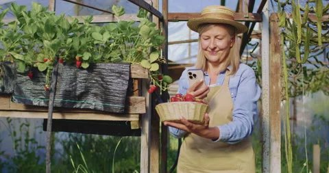 Senior female farmer standing on plot of strawberry plantation. Mature woman Stock Footage 244129847