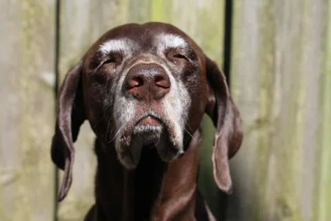 Senior female pointer in the sun Stock Photos