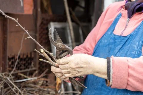 A senior gardener holds sharp pruning shears and small tree branches in a s.. 库存照片