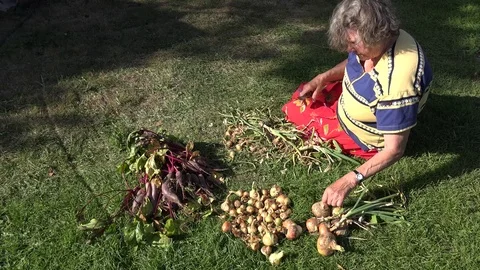 Senior gardener sitting on grass processing fresh onion heads and cat pet. 4K Stock Footage 72241159