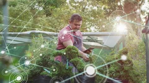 Senior gardener tapping tablet, trimming shrubs in nursery, initiating node Stock Footage 332289144