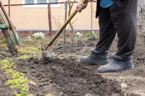 A senior gardener works in the soil using a metal hoe within a small spring.. Stock Photos