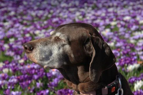 Senior German Short Haired Pointer Foto stock
