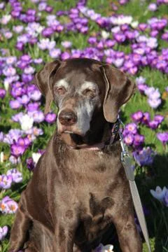 Senior German Short Haired Pointer Stock Photos