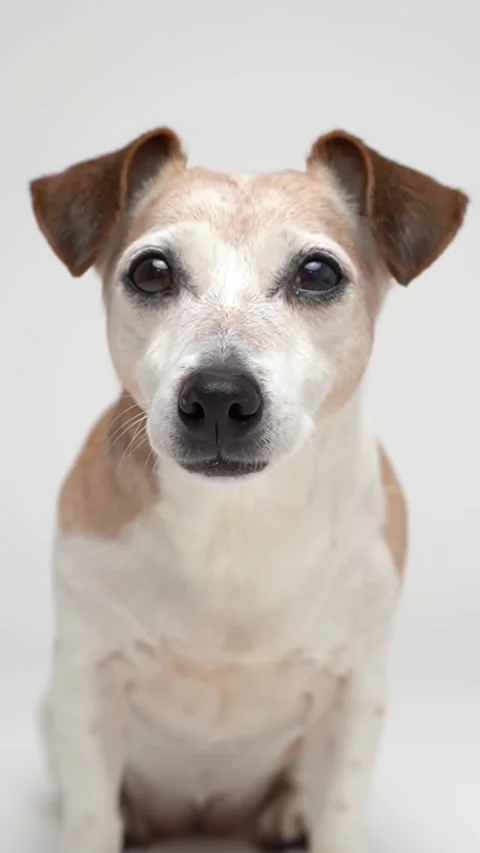 Senior gray-haired dog Jack Russell terrier portrait Vídeo Stock 287730920