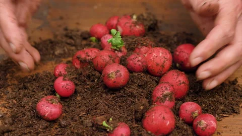 Senior hand is picking a group of fresh red radish Stock Footage 142820197