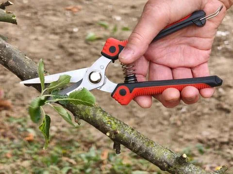 Senior hand pruning fruit tree branch with garden shears in the garden Stock Photos