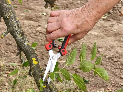 Senior hand using pruning shears to cut fruit tree branch in the garden Stock Photos
