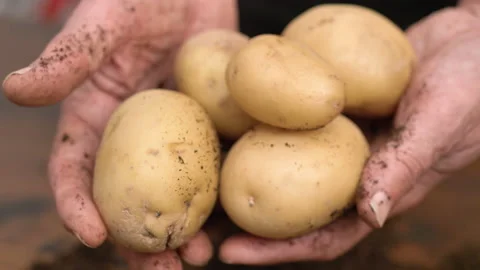 Senior hands is picking dirty potatoes Stock Footage 142820482