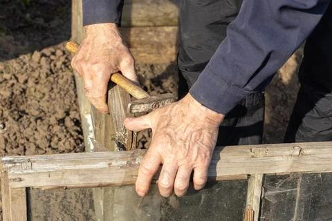 Senior hands using a metal hammer to repair an old wooden window frame in a.. Stock Photos