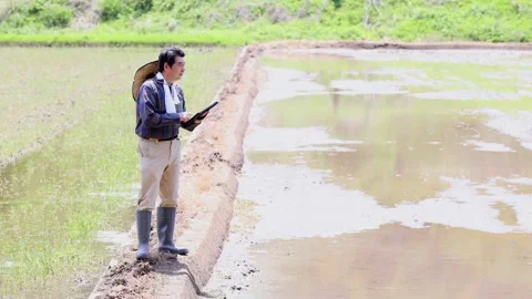 Senior Japanese Farmer Using Tablet in Rice Paddy Field Stock Footage 344239878