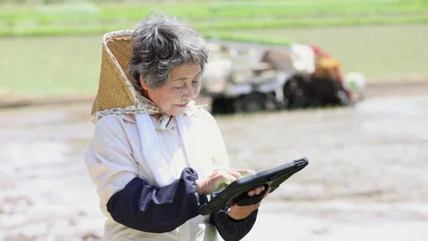 Senior Japanese Farmer Using Tablet in Rice Field Stock Footage 344239908