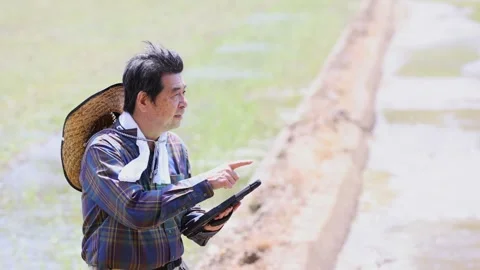 Senior Japanese Farmer Using Tablet in Rice Paddy Field Video stock 344242333