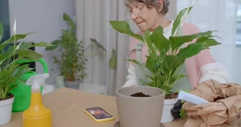 Senior lady is practicing her hobby of planting flowers at home, 4k Stock Footage 232114337