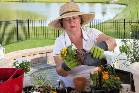Senior lady removing a rootbound pot from a pot Stock Photos