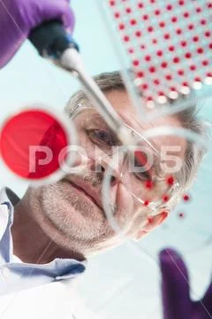 Senior life science researcher grafting bacteria Stock Photos