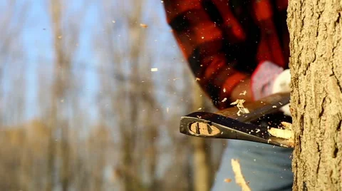 Senior lumberjack cutting tree with axe in the forest Stock Footage 58213928