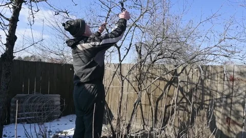 Senior Man Caring for Trees and Pruning Branches in Backyard Garden Stock Footage 340134949