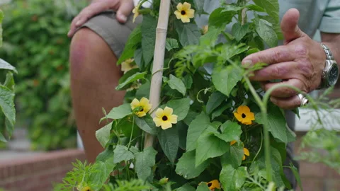 Senior man checks the progress of his flowers blooming in his garden Stock Footage 136426270