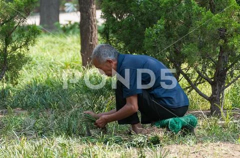 Senior man of Chinese ethnicity planting grass in the park in Beijing in Chin Stock Photos