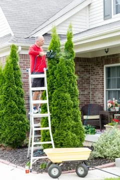 Senior Man Cutting Thuja Using Hedge Trimmer Stock Photos