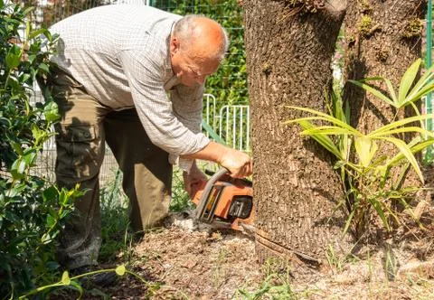Senior man cutting tree with chainsaw. Stock Photos