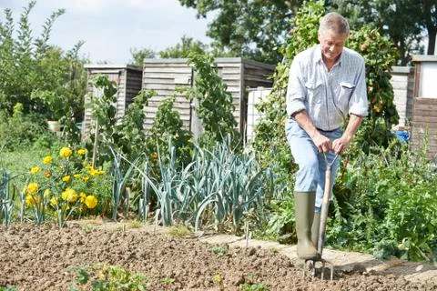 Senior man digging vegetable patch on allotment Stock Photos