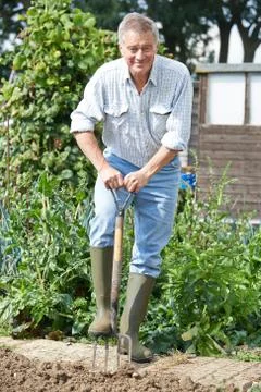 Senior Man Digging Vegetable Patch On Allotment Stock Photos