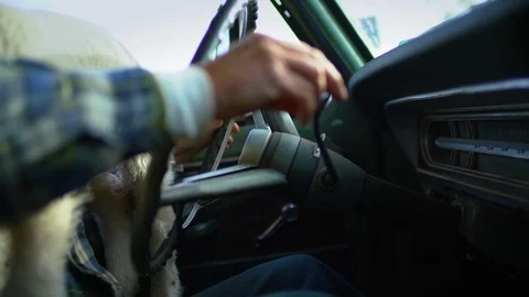 Senior man drives a truck while holding a small lamb. 库存影片 88373925