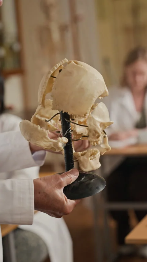 Senior Man Explaining Human Skull Anatomy to Medical Students Stock Footage 341652759