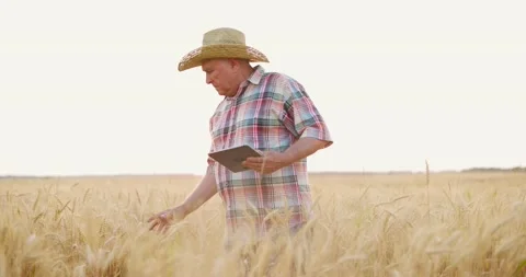 Senior man farmer working in digital tablet.Agronomist inspecting wheat plant at Stock Footage 157758875