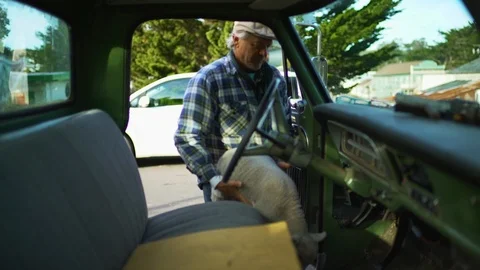 Senior man getting into a truck while holding a small lamb. Stock Footage 88404042