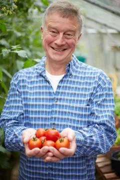 Senior Man In Greenhouse With Home Grown Tomatoes Stock Photos