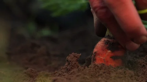 Senior man hand pulls carrot out loose ground slow motion Stock Footage 119982213