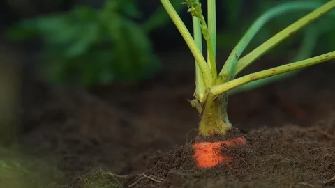 Senior man hands pulls carrot out ground slow motion macro Stock-Footage 119017228