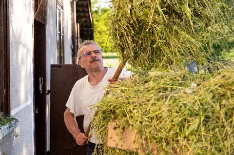 Senior man loading hay in front of his house on a sunny day Stock Photos