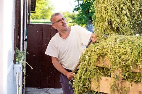 Senior man loading hay in front of his house on a sunny day Stock Photos