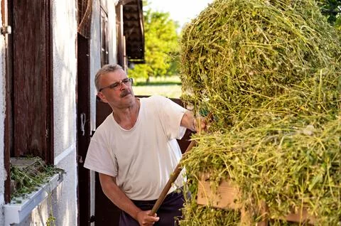 Senior man loading hay in front of his house on a sunny day Stock Photos
