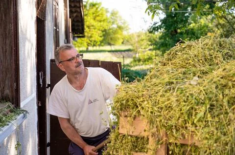 Senior man loading hay in front of his house on a sunny day Stock Photos