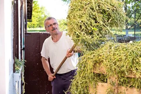 Senior man loading hay in front of his house on a sunny day Stock Photos