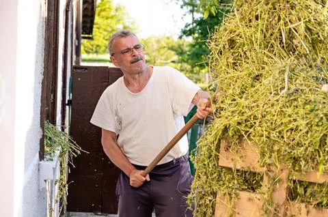 Senior man loading hay in front of his house on a sunny day Stock Photos