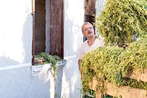 Senior man loading hay in front of his house on a sunny day Stock Photos