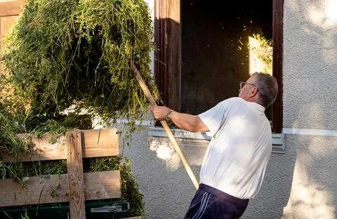 Senior man loading hay in front of his house on a sunny day Stock Photos